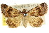  (Tabomeeres sp. ANIC1 - CCDB-15805-G12)  @13 [ ] CreativeCommons - Attribution (2011) ANIC/CBG Photography Group Centre for Biodiversity Genomics