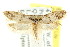  ( - CCDB-15806-E01)  @12 [ ] CreativeCommons - Attribution (2011) ANIC/CBG Photography Group Centre for Biodiversity Genomics