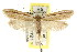  ( - CCDB-15807-A01)  @13 [ ] CreativeCommons - Attribution (2011) ANIC/CBG Photography Group Centre for Biodiversity Genomics