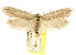  ( - CCDB-15807-A02)  @13 [ ] CreativeCommons - Attribution (2011) ANIC/CBG Photography Group Centre for Biodiversity Genomics