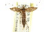 ( - CCDB-15807-A06)  @12 [ ] CreativeCommons - Attribution (2011) ANIC/CBG Photography Group Centre for Biodiversity Genomics