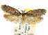  ( - CCDB-15807-B01)  @13 [ ] CreativeCommons - Attribution (2011) ANIC/CBG Photography Group Centre for Biodiversity Genomics