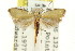  ( - CCDB-15807-D06)  @11 [ ] CreativeCommons - Attribution (2011) ANIC/CBG Photography Group Centre for Biodiversity Genomics
