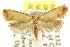  ( - CCDB-15807-D07)  @13 [ ] CreativeCommons - Attribution (2011) ANIC/CBG Photography Group Centre for Biodiversity Genomics