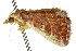  ( - CCDB-15809-A09)  @12 [ ] CreativeCommons - Attribution (2011) ANIC/CBG Photography Group Centre for Biodiversity Genomics