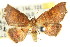  ( - CCDB-15809-B07)  @14 [ ] CreativeCommons - Attribution (2011) ANIC/CBG Photography Group Centre for Biodiversity Genomics