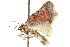  ( - CCDB-15809-B12)  @14 [ ] CreativeCommons - Attribution (2011) ANIC/CBG Photography Group Centre for Biodiversity Genomics