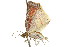  ( - CCDB-15809-C01)  @13 [ ] CreativeCommons - Attribution (2011) ANIC/CBG Photography Group Centre for Biodiversity Genomics