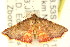  ( - CCDB-15809-C04)  @12 [ ] CreativeCommons - Attribution (2011) ANIC/CBG Photography Group Centre for Biodiversity Genomics
