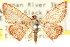  ( - CCDB-15809-D02)  @12 [ ] CreativeCommons - Attribution (2011) ANIC/CBG Photography Group Centre for Biodiversity Genomics