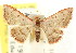  ( - CCDB-15809-D03)  @13 [ ] CreativeCommons - Attribution (2011) ANIC/CBG Photography Group Centre for Biodiversity Genomics