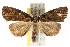  ( - CCDB-15809-D08)  @15 [ ] CreativeCommons - Attribution (2011) ANIC/CBG Photography Group Centre for Biodiversity Genomics