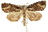  ( - CCDB-15809-D09)  @15 [ ] CreativeCommons - Attribution (2011) ANIC/CBG Photography Group Centre for Biodiversity Genomics