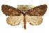  ( - CCDB-15809-D10)  @15 [ ] CreativeCommons - Attribution (2011) ANIC/CBG Photography Group Centre for Biodiversity Genomics
