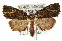  ( - CCDB-15809-D12)  @15 [ ] CreativeCommons - Attribution (2011) ANIC/CBG Photography Group Centre for Biodiversity Genomics