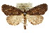  ( - CCDB-15809-E01)  @15 [ ] CreativeCommons - Attribution (2011) ANIC/CBG Photography Group Centre for Biodiversity Genomics