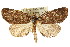  ( - CCDB-15809-E02)  @15 [ ] CreativeCommons - Attribution (2011) ANIC/CBG Photography Group Centre for Biodiversity Genomics
