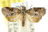  ( - CCDB-15809-E03)  @11 [ ] CreativeCommons - Attribution (2011) ANIC/CBG Photography Group Centre for Biodiversity Genomics