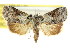  ( - CCDB-15809-E04)  @11 [ ] CreativeCommons - Attribution (2011) ANIC/CBG Photography Group Centre for Biodiversity Genomics
