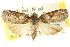  (Dilophothripa sp. ANIC1 - CCDB-15809-G01)  @11 [ ] CreativeCommons - Attribution (2011) ANIC/CBG Photography Group Centre for Biodiversity Genomics