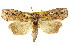  ( - CCDB-15809-G03)  @11 [ ] CreativeCommons - Attribution (2011) ANIC/CBG Photography Group Centre for Biodiversity Genomics