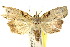  ( - CCDB-15809-G04)  @11 [ ] CreativeCommons - Attribution (2011) ANIC/CBG Photography Group Centre for Biodiversity Genomics