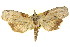  ( - CCDB-15809-G05)  @11 [ ] CreativeCommons - Attribution (2011) ANIC/CBG Photography Group Centre for Biodiversity Genomics