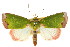  (Paracrama - CCDB-15809-H04)  @15 [ ] CreativeCommons - Attribution (2011) ANIC/CBG Photography Group Centre for Biodiversity Genomics
