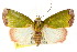  ( - CCDB-15809-H05)  @14 [ ] CreativeCommons - Attribution (2011) ANIC/CBG Photography Group Centre for Biodiversity Genomics