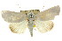  ( - CCDB-15809-H06)  @15 [ ] CreativeCommons - Attribution (2011) ANIC/CBG Photography Group Centre for Biodiversity Genomics