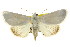  (Westermannia argentata - CCDB-15809-H07)  @15 [ ] CreativeCommons - Attribution (2011) ANIC/CBG Photography Group Centre for Biodiversity Genomics