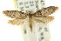  ( - CCDB-15811-G02)  @11 [ ] CreativeCommons - Attribution (2011) ANIC/CBG Photography Group Centre for Biodiversity Genomics