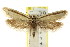  ( - CCDB-15811-G06)  @11 [ ] CreativeCommons - Attribution (2011) ANIC/CBG Photography Group Centre for Biodiversity Genomics