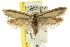  ( - CCDB-15811-G07)  @15 [ ] CreativeCommons - Attribution (2011) ANIC/CBG Photography Group Centre for Biodiversity Genomics