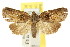  ( - CCDB-15812-B04)  @11 [ ] CreativeCommons - Attribution (2011) ANIC/CBG Photography Group Centre for Biodiversity Genomics