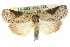  (Nycteola indica - CCDB-15812-B08)  @15 [ ] CreativeCommons - Attribution (2011) ANIC/CBG Photography Group Centre for Biodiversity Genomics