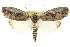 ( - CCDB-15812-C10)  @11 [ ] CreativeCommons - Attribution (2011) ANIC/CBG Photography Group Centre for Biodiversity Genomics