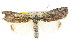  (Elesma sp. ANIC1 - CCDB-15812-C12)  @13 [ ] CreativeCommons - Attribution (2011) ANIC/CBG Photography Group Centre for Biodiversity Genomics