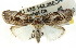  (Barasa - CCDB-15812-D03)  @15 [ ] CreativeCommons - Attribution (2011) ANIC/CBG Photography Group Centre for Biodiversity Genomics