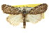  ( - CCDB-15812-D10)  @11 [ ] CreativeCommons - Attribution (2011) ANIC/CBG Photography Group Centre for Biodiversity Genomics