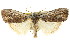 ( - CCDB-15812-D11)  @11 [ ] CreativeCommons - Attribution (2011) ANIC/CBG Photography Group Centre for Biodiversity Genomics