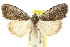  ( - CCDB-15812-D12)  @11 [ ] CreativeCommons - Attribution (2011) ANIC/CBG Photography Group Centre for Biodiversity Genomics