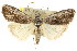  (Nola sp. ANIC1 - CCDB-15812-E01)  @15 [ ] CreativeCommons - Attribution (2011) ANIC/CBG Photography Group Centre for Biodiversity Genomics