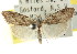  (Nola cerraunias - CCDB-15812-E07)  @15 [ ] CreativeCommons - Attribution (2011) ANIC/CBG Photography Group Centre for Biodiversity Genomics