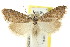 ( - CCDB-15812-E11)  @11 [ ] CreativeCommons - Attribution (2011) ANIC/CBG Photography Group Centre for Biodiversity Genomics