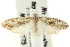  ( - CCDB-15812-F07)  @11 [ ] CreativeCommons - Attribution (2011) ANIC/CBG Photography Group Centre for Biodiversity Genomics