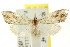 ( - CCDB-15812-F08)  @11 [ ] CreativeCommons - Attribution (2011) ANIC/CBG Photography Group Centre for Biodiversity Genomics