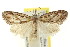  ( - CCDB-15812-F09)  @11 [ ] CreativeCommons - Attribution (2011) ANIC/CBG Photography Group Centre for Biodiversity Genomics