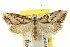  (Nola phaeogramma - CCDB-15812-F10)  @11 [ ] CreativeCommons - Attribution (2011) ANIC/CBG Photography Group Centre for Biodiversity Genomics