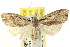  ( - CCDB-15812-G02)  @11 [ ] CreativeCommons - Attribution (2011) ANIC/CBG Photography Group Centre for Biodiversity Genomics
